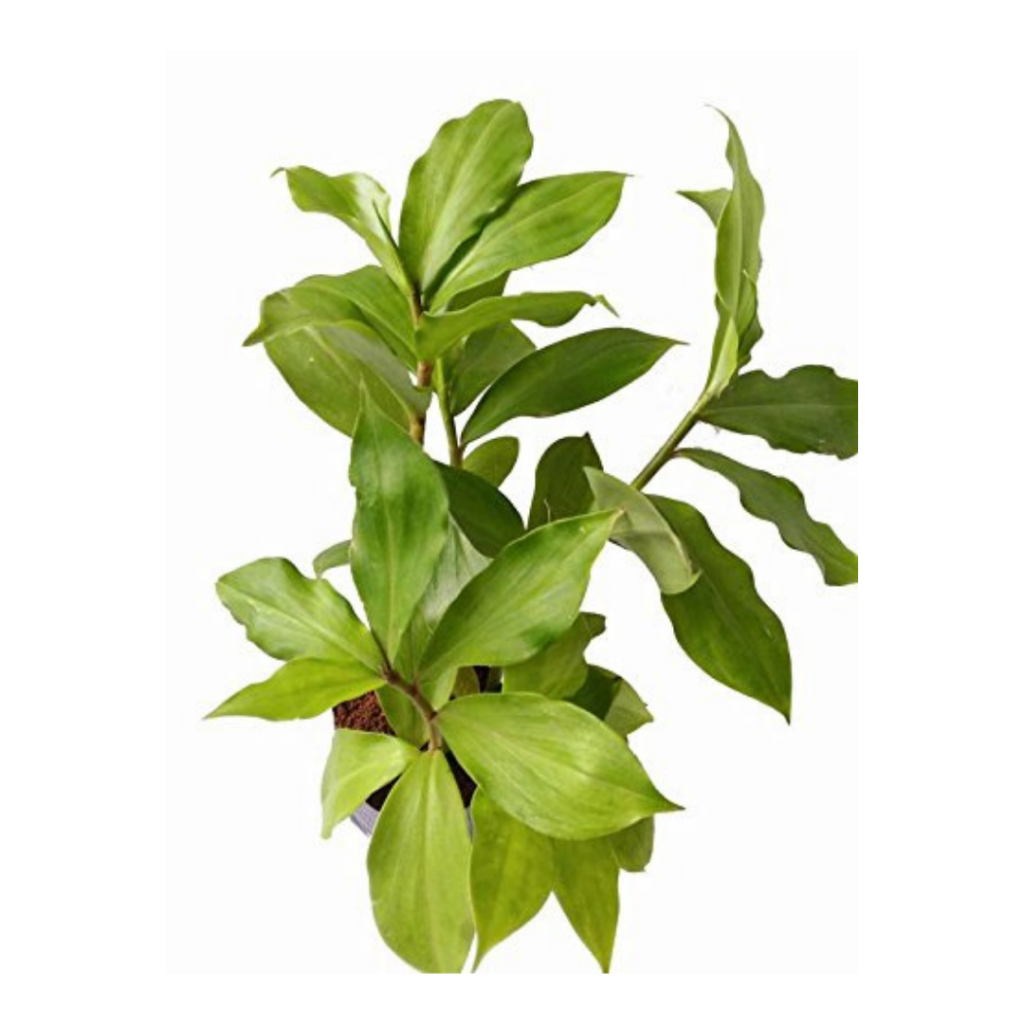 patharchatta plant - Fernbasket